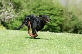 BEAUCERON 862